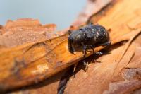 Какие болезни лечит жук знахарь? 11 преимуществ жука для вашего здоровья.