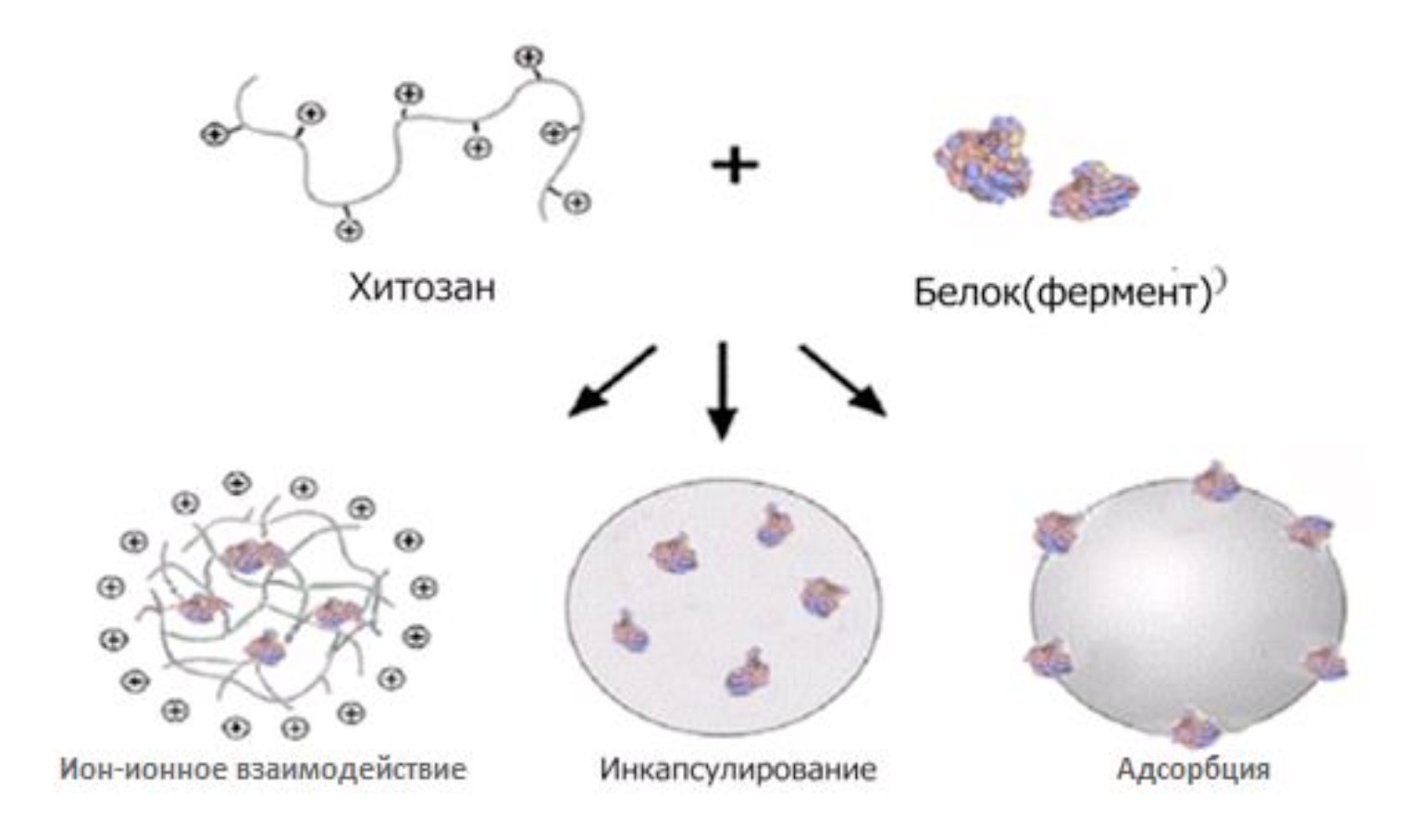 Хитозан